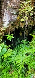 Plants: image 69 Of 208 Thumb